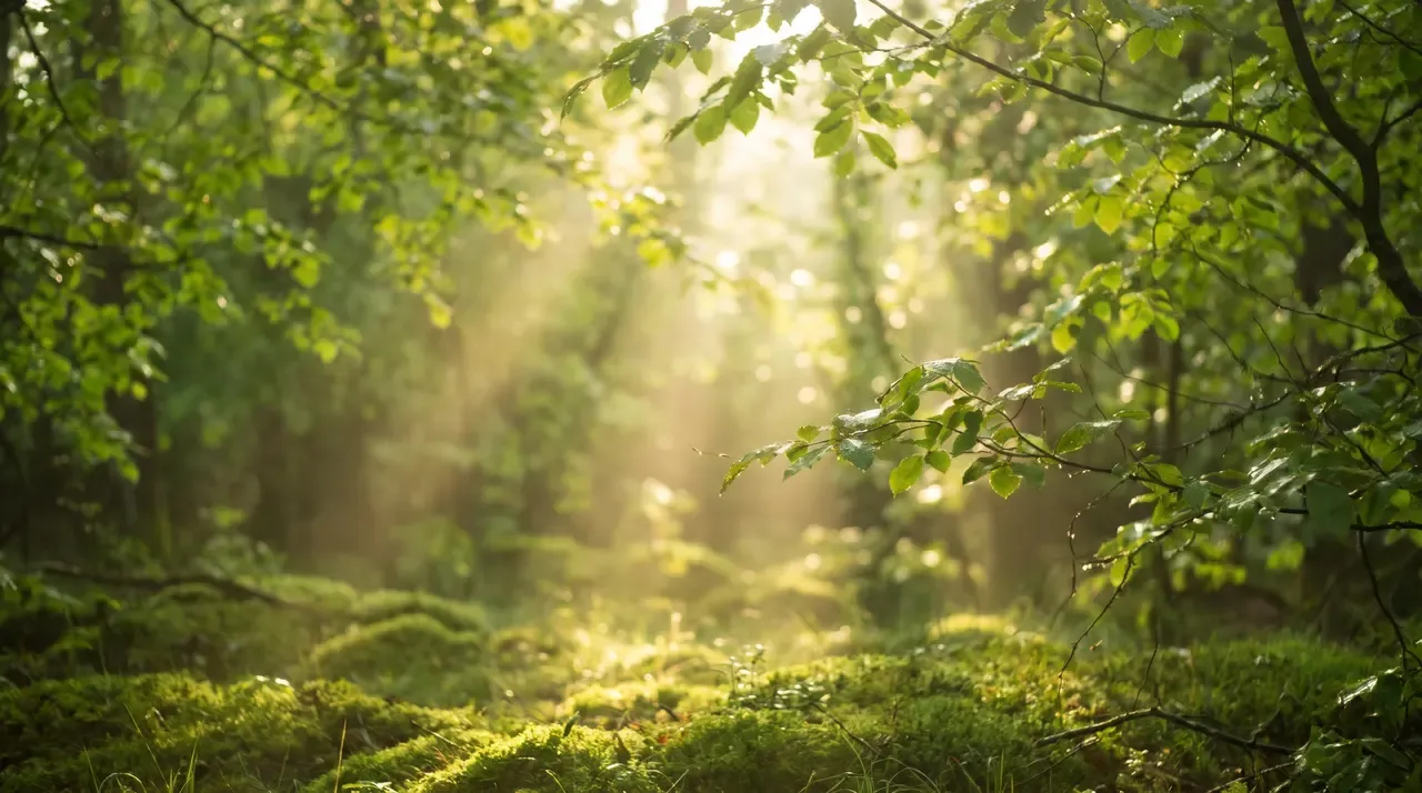 Soft sunlight moving slowly through green leaves